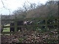 Showell  Lane Cows