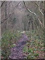 Footpath in Clay Wood (3)