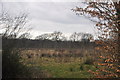 Torridge: Grassy Field & Trees