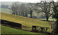 Fields, Ballygilbert near Bangor