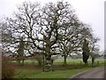 Oak with snowdrops at Hayland Farm