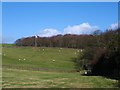 Footpath at Cow Close Farm