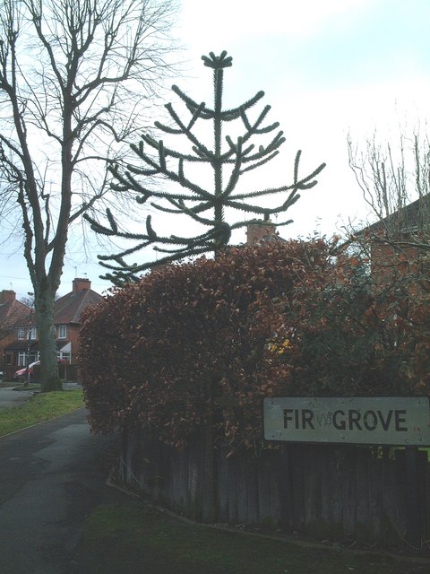 Corner of Brentford Road and Fir Grove