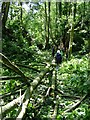 Fallen trees in Corbet Wood