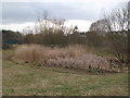 Pond south of Winsford Road, SE6