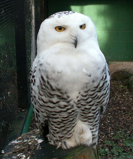 Male Snowy Owl © John Fielding :: Geograph Britain and Ireland