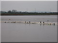 Surfers ride the Severn Bore