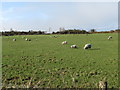 Grazing sheep north of the Cranfield Road