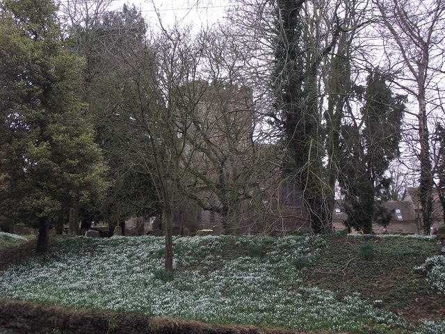 Snowdrops at St Peters Church Stanton Lacy