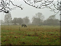 Horse on a damp, misty day