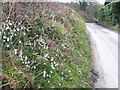 Snowdrops in the roadside hedge