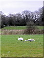 SU1409 : Swans near Ibsley by Maigheach-gheal