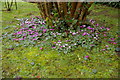 Cyclamen, Benington Lordship, Benington, Hertfordshire