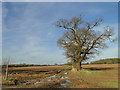 TF8120 : Muddy footpath and a fine oak tree near Massingham by Adrian S Pye