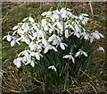 Snowdrops (Galanthus nivalis)