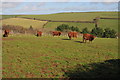 Red Devon Cattle