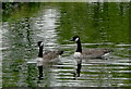 Canada Geese near Bournville, Birmingham