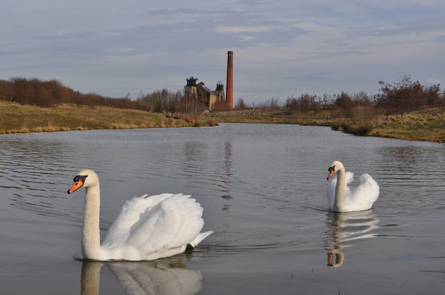 Pleasley Colliery - Mute Swans