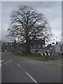 Traffic island with trees