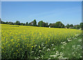 Oilseed near Cliddesden