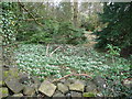 Snowdrops in woodland beside Trevor Hall