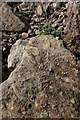 Fossils at Shellingford Pit