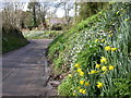 Compton Valence, snowdrops and daffodils