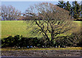 J5264 : Tree, Reagh Island, Strangford Lough by Albert Bridge