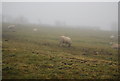 SO4996 : Sheep grazing in the mist, The Wilderness by N Chadwick