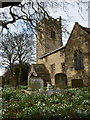 Churchyard snowdrops, Thorpe Salvin