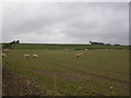 Charminster, sheep grazing