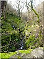 Mossy stream in Ladyside Wood