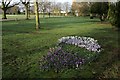 Crocus in West Park