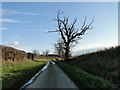 Dead tree in Botany Lane, Stratford St Andrew