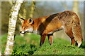 TQ3643 : Fox at the British Wildlife Centre, Newchapel, Surrey by Peter Trimming