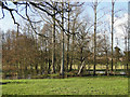 The River Alde meandering through the trees