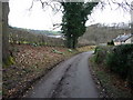 Snowdrops on the bank above Pontfaen in the Ceiriog Valley