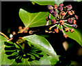 Ivy by the Quoile, Downpatrick