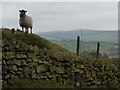 High level sheep