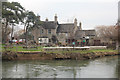 Swan across the river