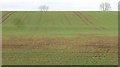 Young cereal crop, Milton of Balgonie