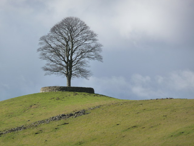 Winter tree on military land