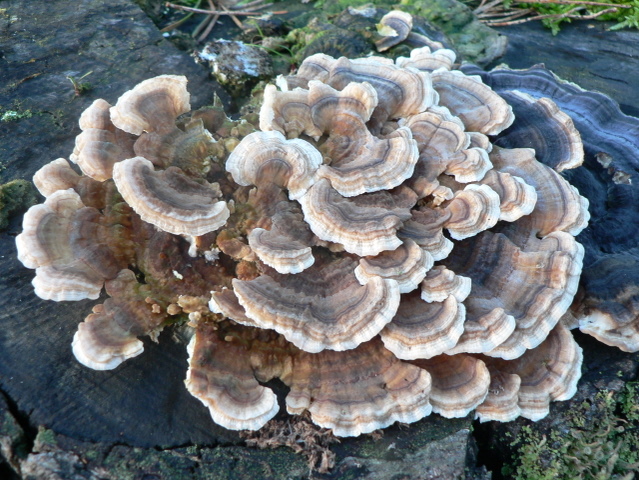 Stump Fungus © Liz Gray cc-by-sa/2.0 :: Geograph Britain and Ireland