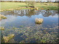 Pond in a field beside Offa