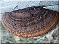 NO6366 : Fungus in Capo Plantation by Liz Gray