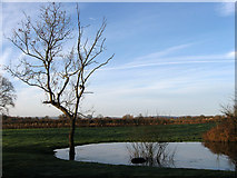 TQ4416 : Pond, Blunt's Green by Simon Carey