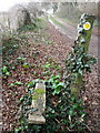 Footpath near Allenford Farm