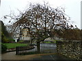 Tree just off French Street