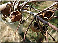 Predated oak marble galls