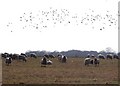 Sheep and rooks on Seighford Airfield